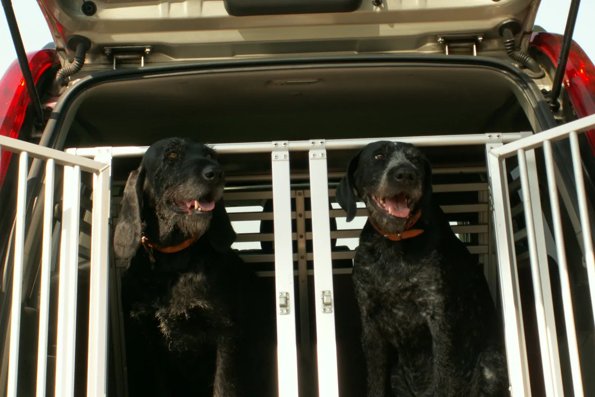 Two dogs secured in a car boot
