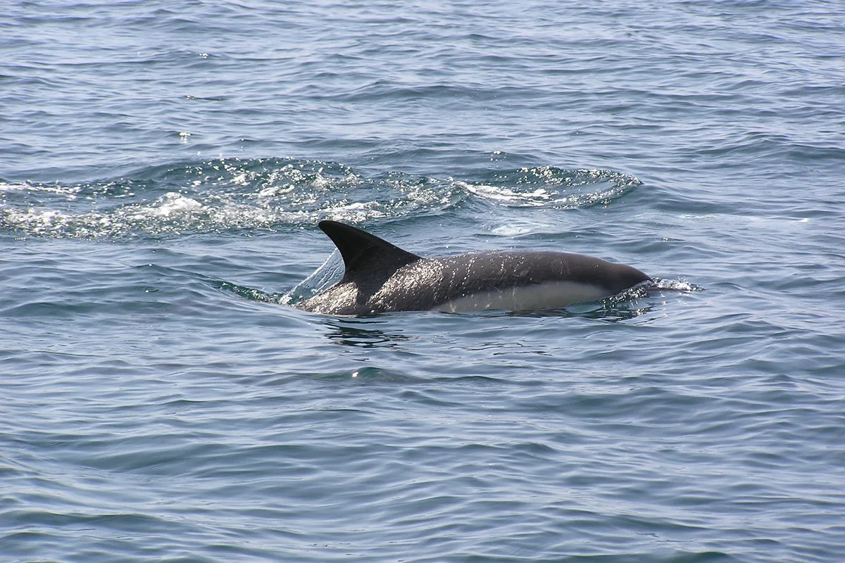 Dolphin surfacing off the coast of southern Brittany
