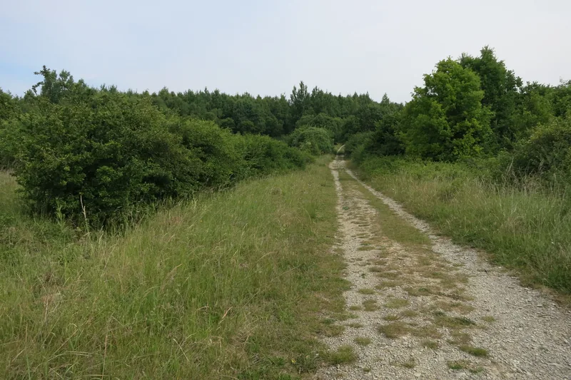 Unpaved trail between meadow and woodland in Hainich National Park