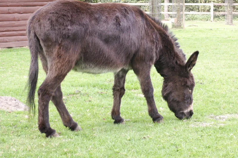 Dark brown donkey grazing in a green field